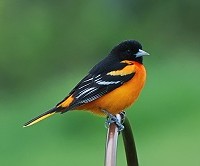 baltimore orioles birds sounds