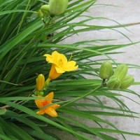 Caring for Daylilies