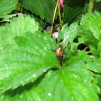 Control Japanese Beetles