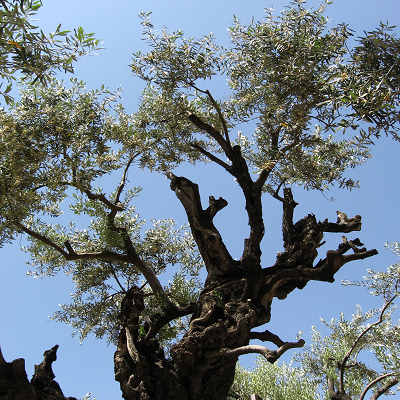 Very Old Olive Tree at Gethsemane