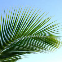 Palm Sunday