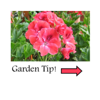 garden tip thumbnail