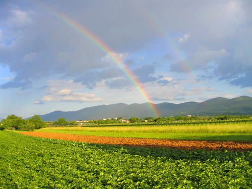 rainbow field