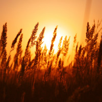 wheat field