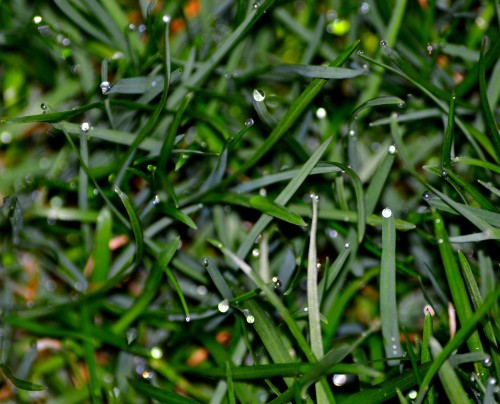 green grass with raindrops