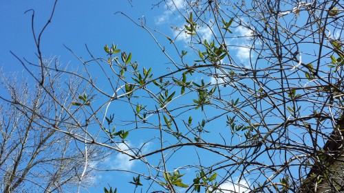 honeysuckle pruning 1