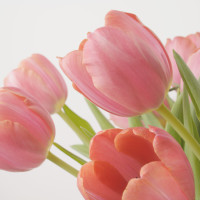 pink tulips