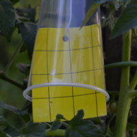 whitefly sticky trap bells