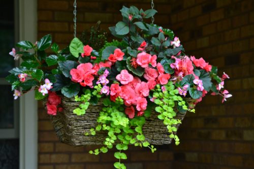 beautiful hanging baskets June 2016