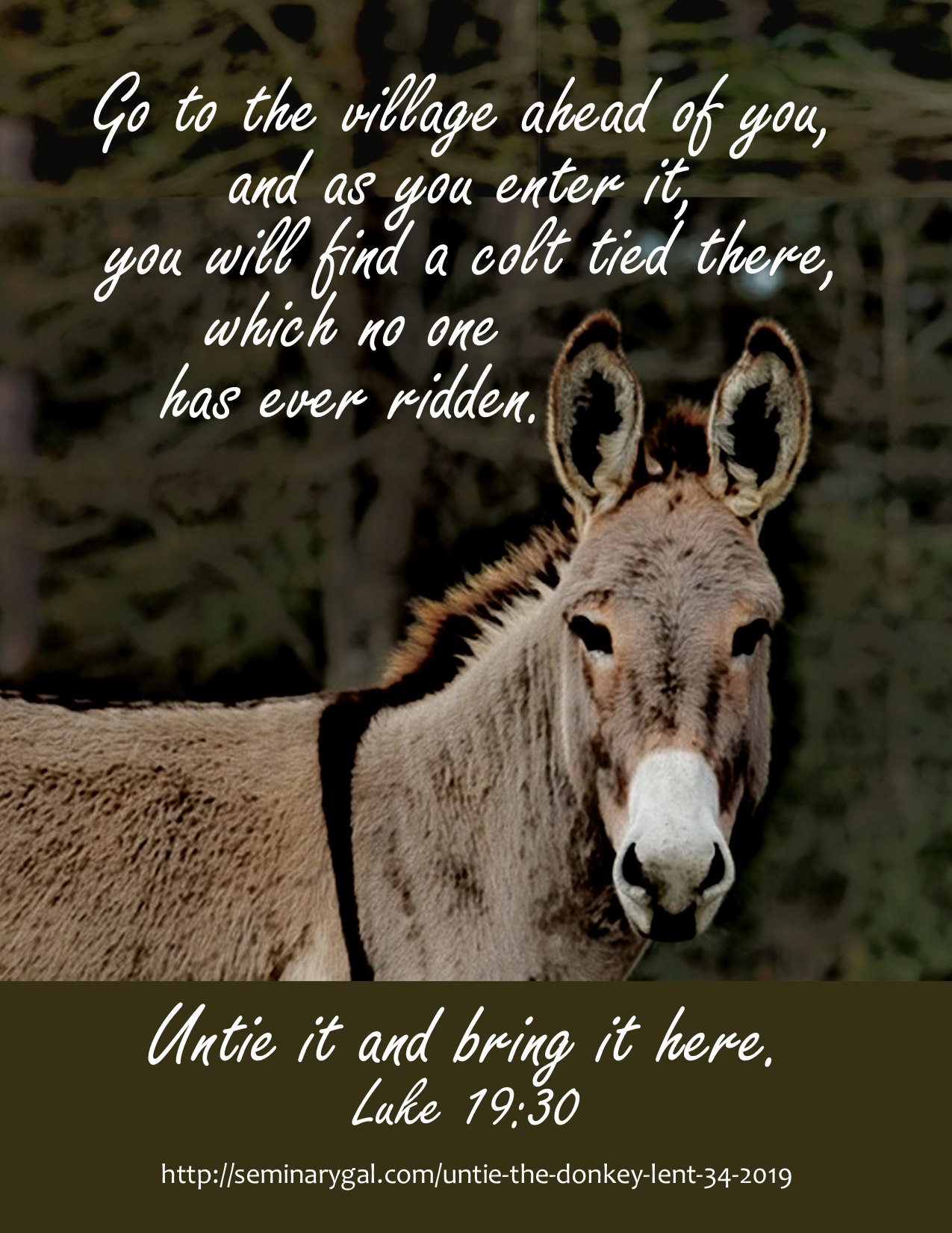Untie the Donkey (Lent 34-2019) | Seminary Gal Untie the Donkey (Lent  34-2019) | Making the Theological Understandable